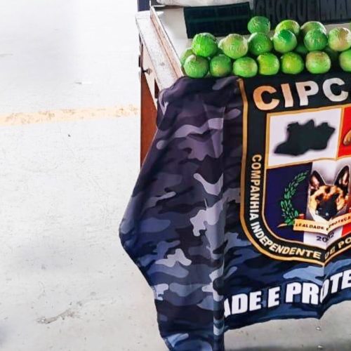 PM apreende 37 kg de cocaína escondidos em limões no Amazonas